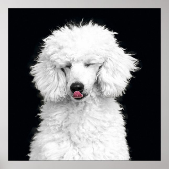 Albernes Weiße Poodle Poster (Vorne)