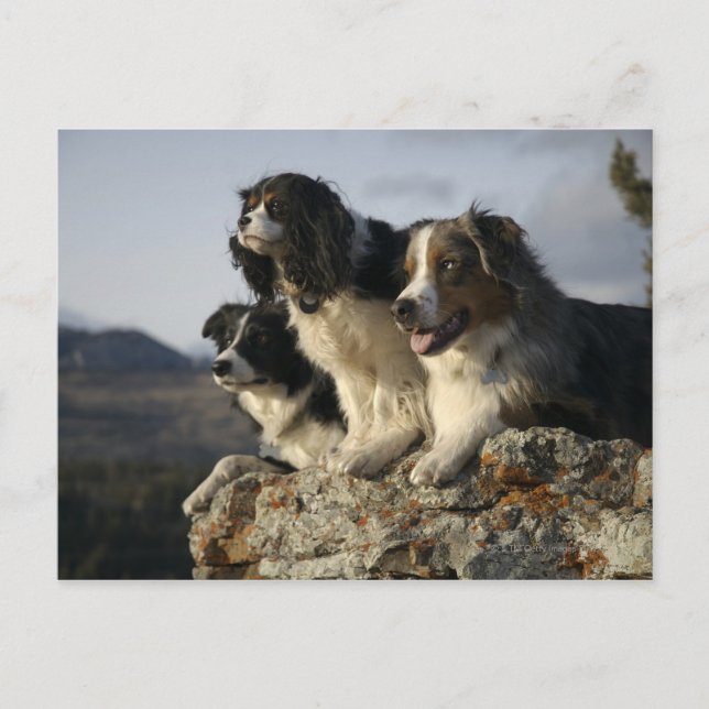 Alberta, Kanada 2 Postkarte (Vorderseite)