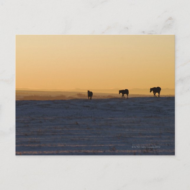 Alberta, Kanada 3 Postkarte (Vorderseite)