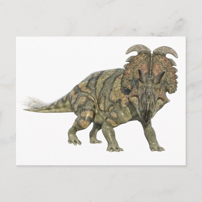 Albertaceratops Dinosaurier Blick auf die Front Postkarte (Vorderseite)
