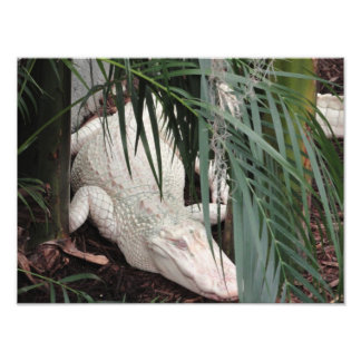 Albino Alligator Fotodruck