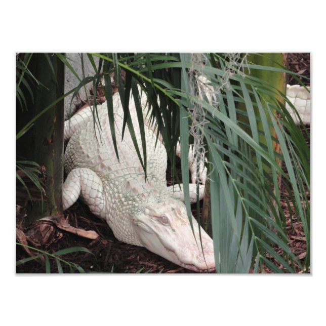 Albino Alligator Fotodruck (Vorne)