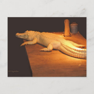 Albino Alligator Postkarte