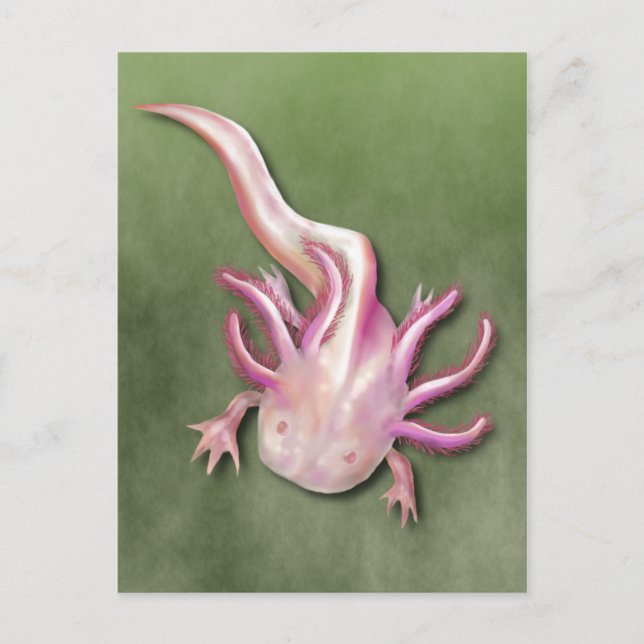 Albino Axolotl "Walking Fish" Kunst, Dichtung und  Postkarte (Vorderseite)