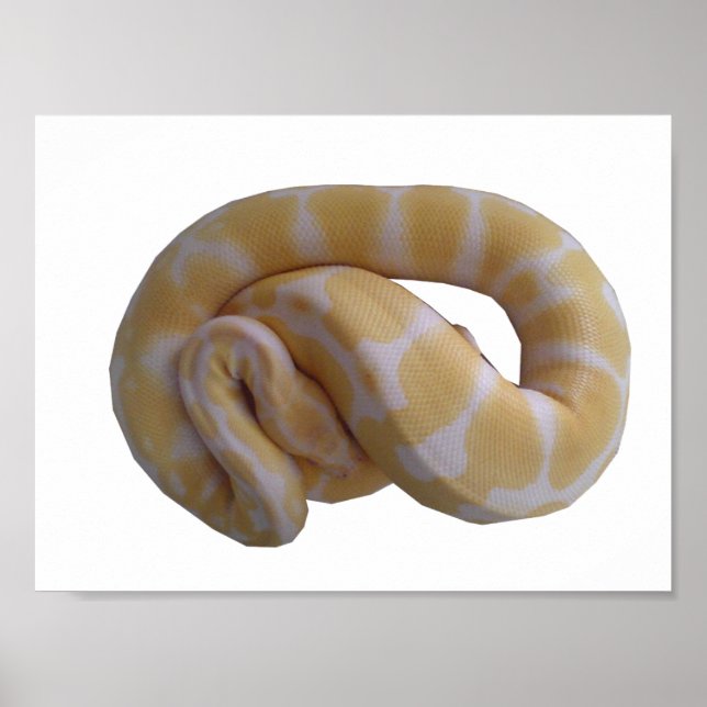 Albino Ball Python Poster (Vorne)
