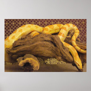 Albino Corn Snake Poster