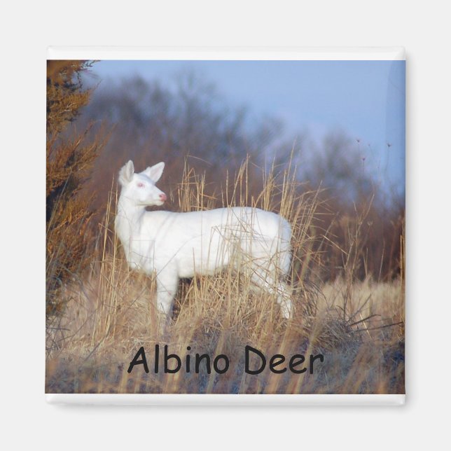 Albino Deer Magnet (Vorne)