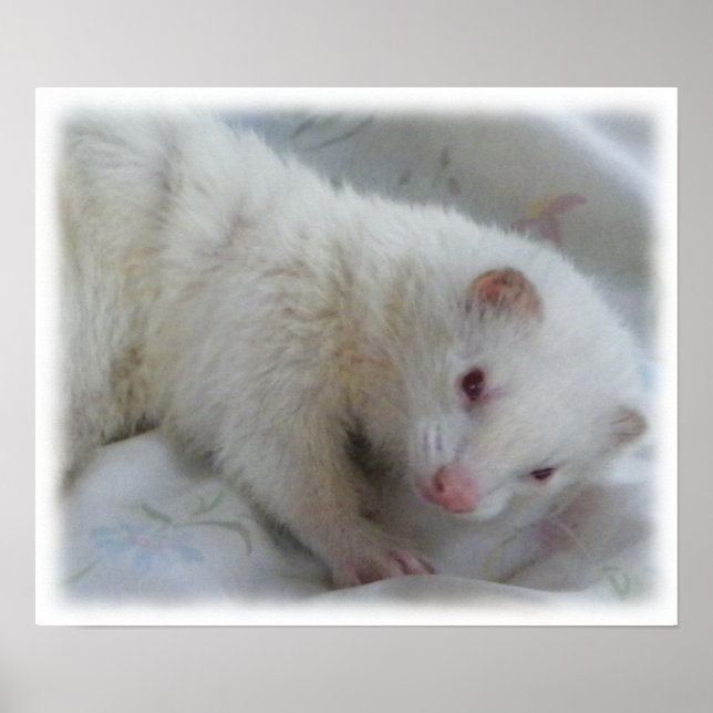 Albino Ferret Picture Poster (Vorne)
