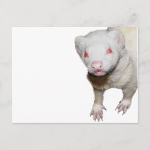 Albino Ferret Picture Postkarte