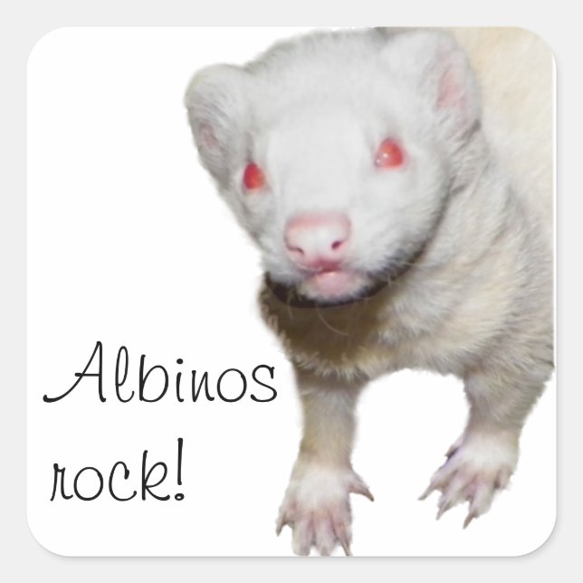 Albino Ferret Picture Quadratischer Aufkleber (Vorderseite)