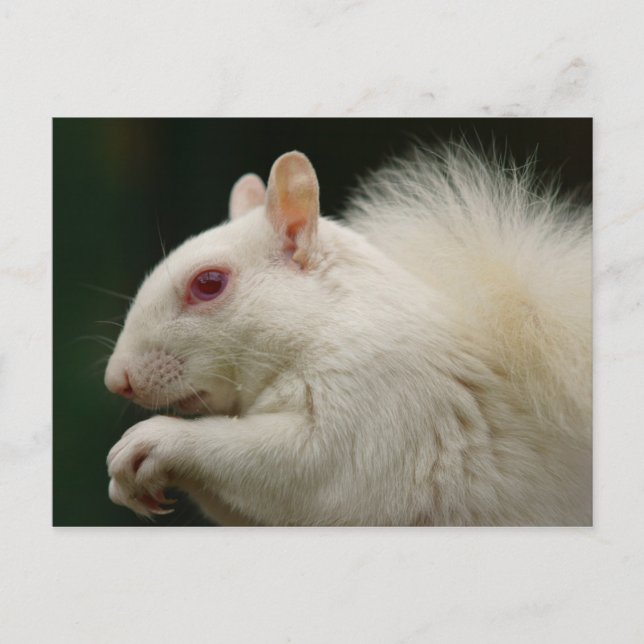 Albino Gray Eichhörnchen Postkarte (Vorderseite)