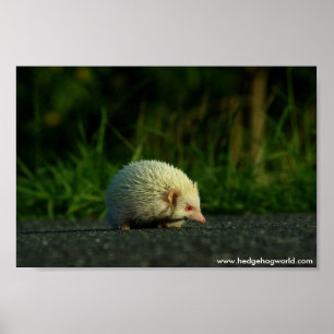 Albino-Igel-Poster Poster