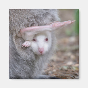 Albino Joey in der Tasche Magnet