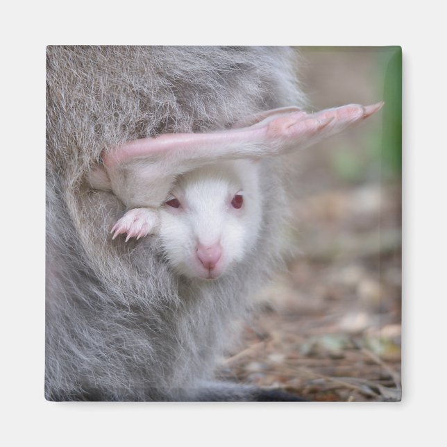 Albino Joey in der Tasche Magnet (Vorne)