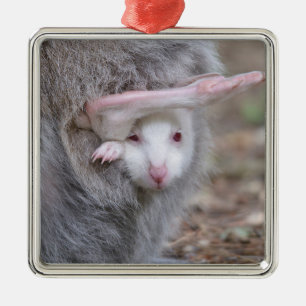 Albino Joey in der Tasche Ornament Aus Metall