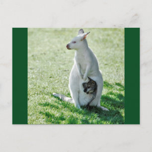 Albino Kangaroo und sein kleines Postkarte
