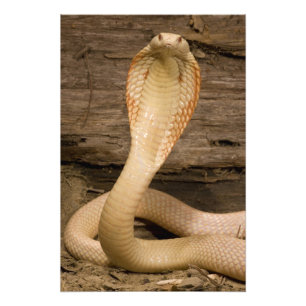 Albino Monacled Cobra, Naja kaouthia, gekocht Fotodruck
