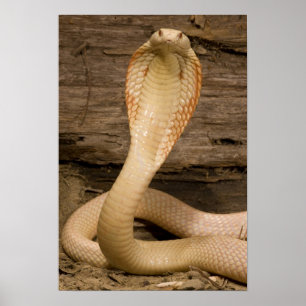 Albino Monacled Cobra, Naja kaouthia, gekocht Poster