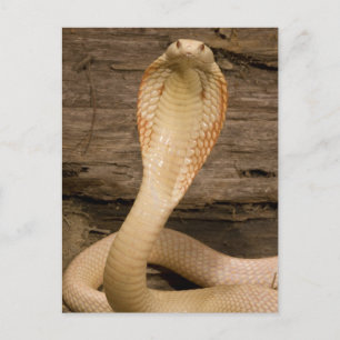 Albino-Monokelkobra, Naja kaouthia, zusammengeroll Postkarte