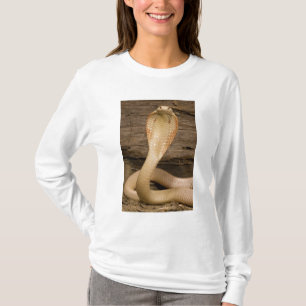 Albino-Monokelkobra, Naja kaouthia, zusammengeroll T-Shirt