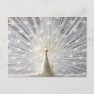 Albino Peacock Design Postkarte