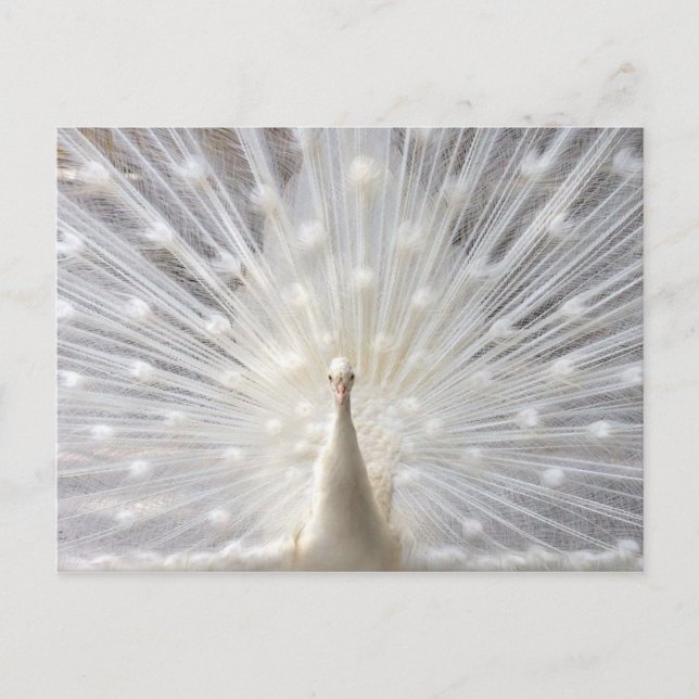 Albino Peacock Design Postkarte (Vorderseite)
