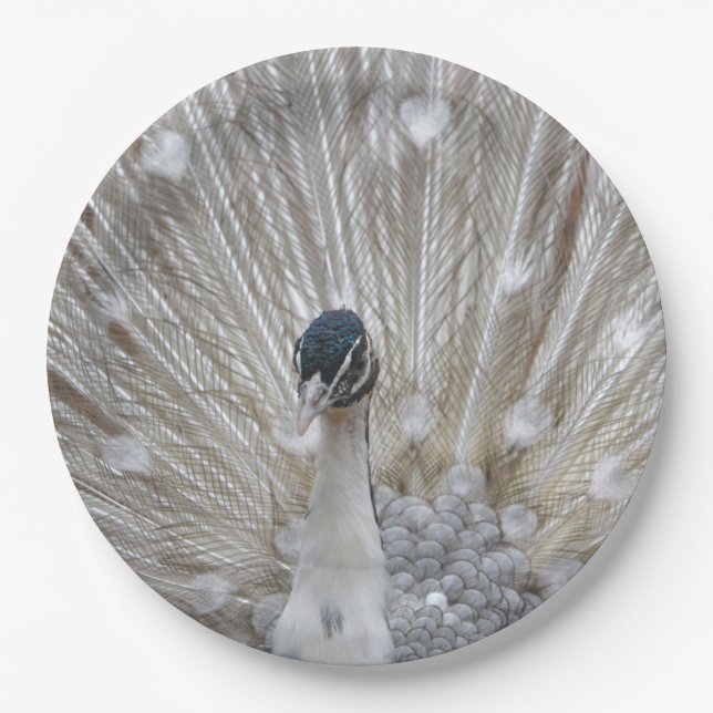 Albino Peacock Pappteller (Vorderseite)