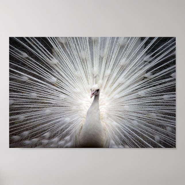 Albino Peacock Poster (Vorne)