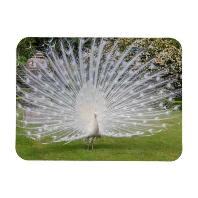 Albino Peacock zeigt Feathers an Magnet (Horizontal)