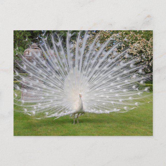Albino Peacock zeigt Feathers an Postkarte (Vorderseite)