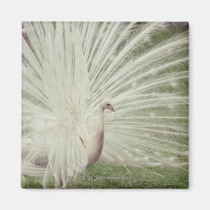 Albino-Pfau Magnet