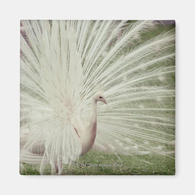 Albino-Pfau Magnet (Vorne)