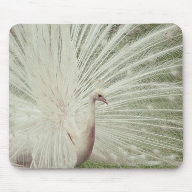 Albino-Pfau Mousepad (Vorne)