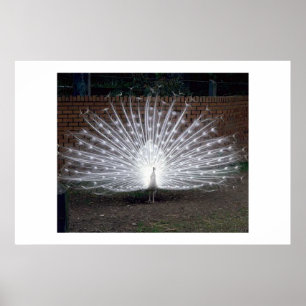 Albino-Pfau Poster