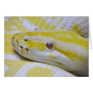 Albino-Python