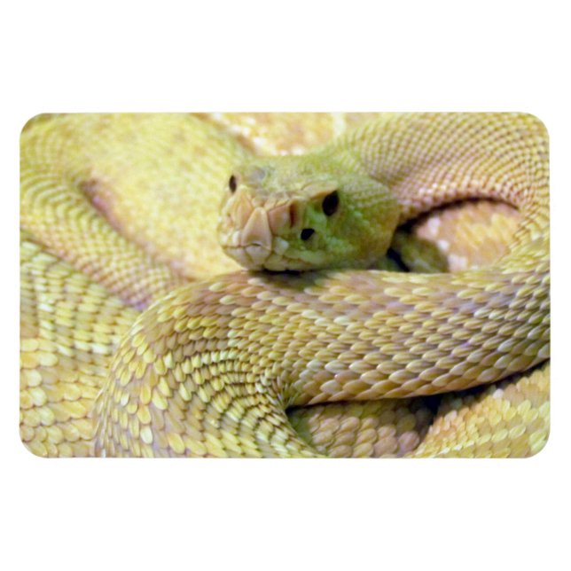 Albino Rattle Snake Flexible Magnet (Horizontal)