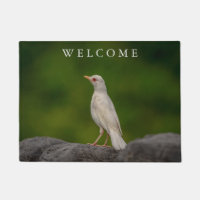 Albino Robin in Crown Point