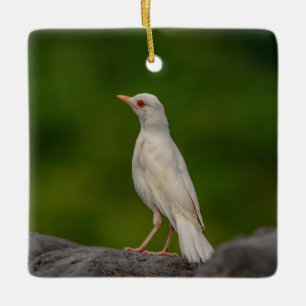 Albino Robin in Crown Point Keramikornament