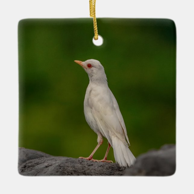 Albino Robin in Crown Point Keramikornament (Vorderseite)