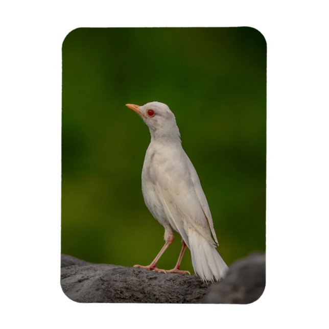 Albino Robin in Crown Point Magnet (Vertikal)