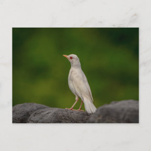 Albino Robin in Crown Point Postkarte