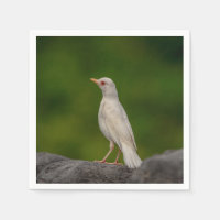Albino Robin in Crown Point