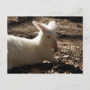 Albino Wallaby Postkarte