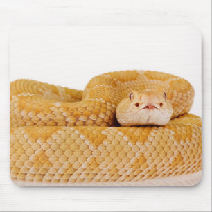 Albino-Westerndiamantmarkierungsklapperschlange Mousepad