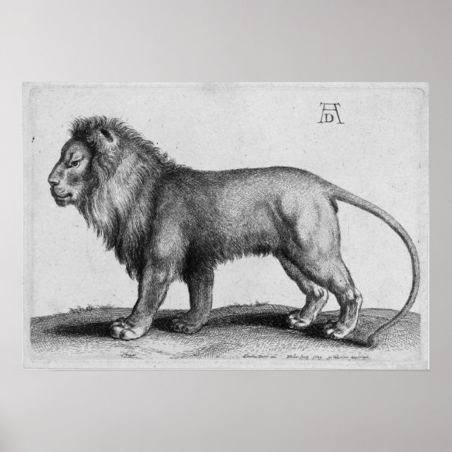 Albrecht Durer Graving Lion Poster (Vorne)