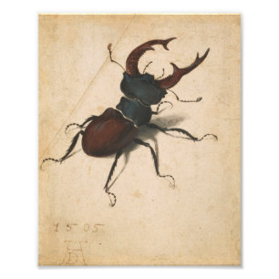 Albrecht Durer Hirschkäfer Renaissance Vintage Kun Fotodruck