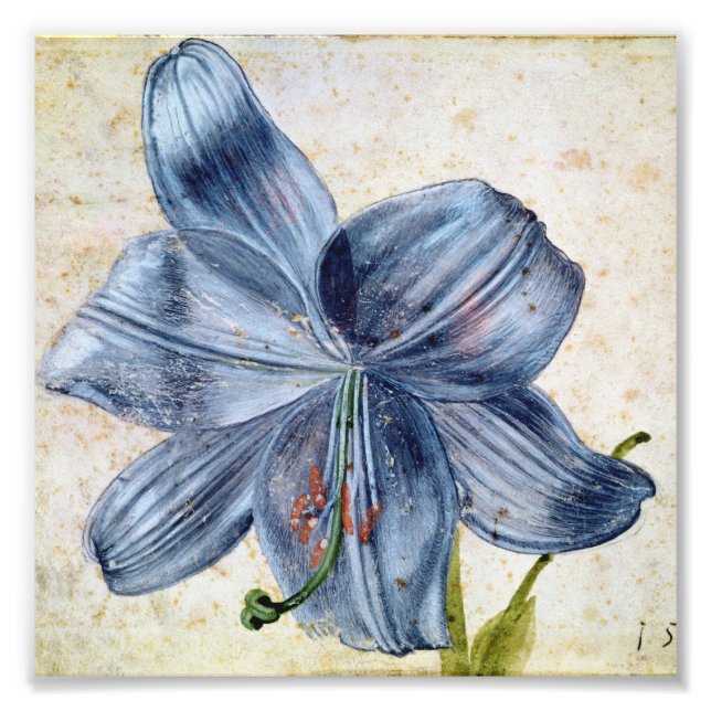 Albrecht Durer - Study of a Lily Fotodruck (Vorne)