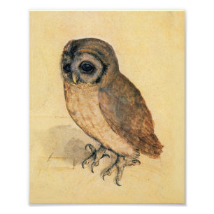 Albrecht Durer The Little Owl Fotodruck