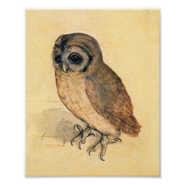 Albrecht Durer The Little Owl Fotodruck (Vorne)