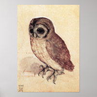 Albrecht Durer The Little Owl Poster